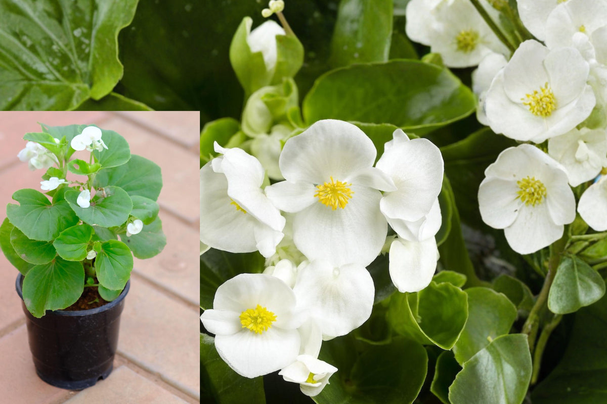 White Begonia Live Plant, 4 Inch Nursery Pot, 4–6 Inch Tall Flowering Houseplant for Indoor Containers and Shaded Patios