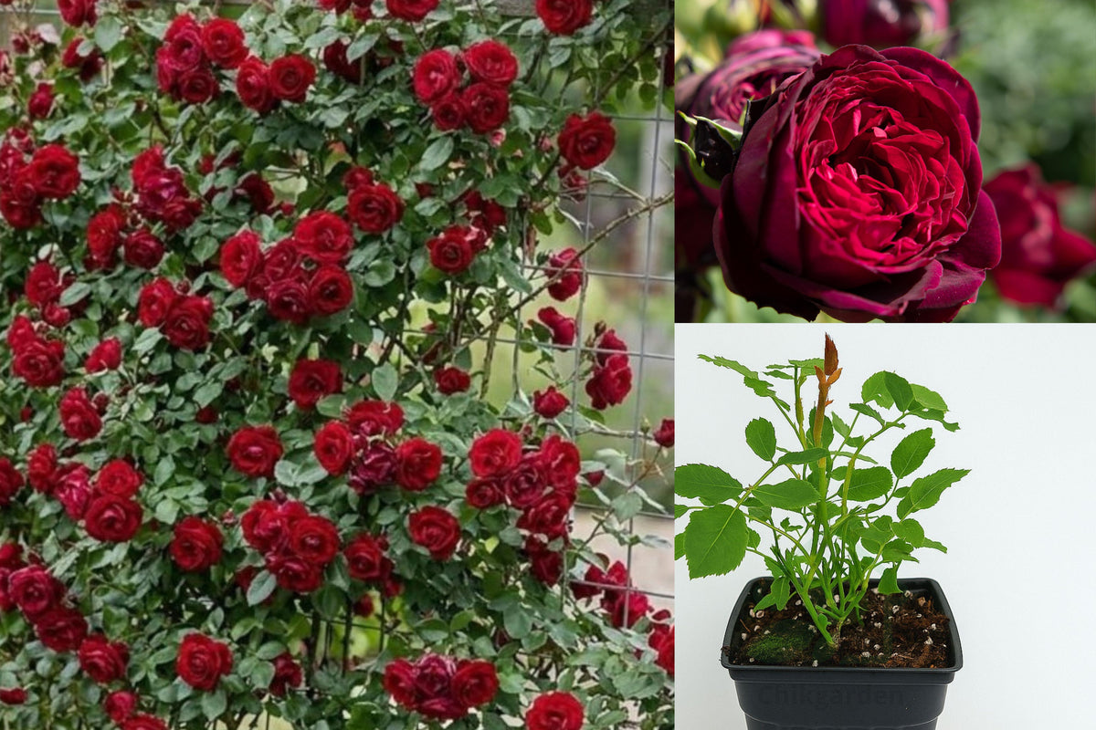 Climbing Rose Live Plant, Purple Red Rose Bush Starter, 5–9 Inch Flowering Rose for Trellises and Garden Walls