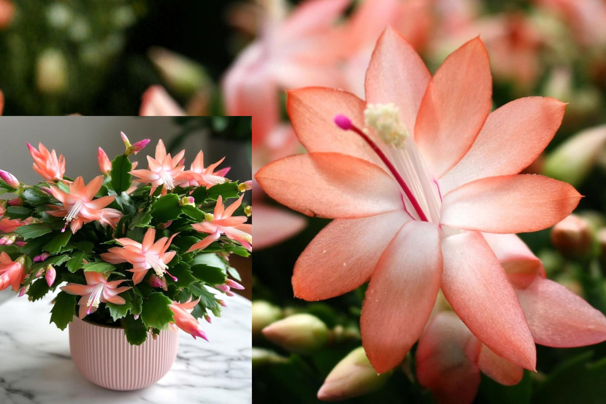 Salmon Christmas Cactus Live Plant, Holiday Cactus Starter, 4–8 Inch Indoor Flowering Houseplant for Bright Indirect Light