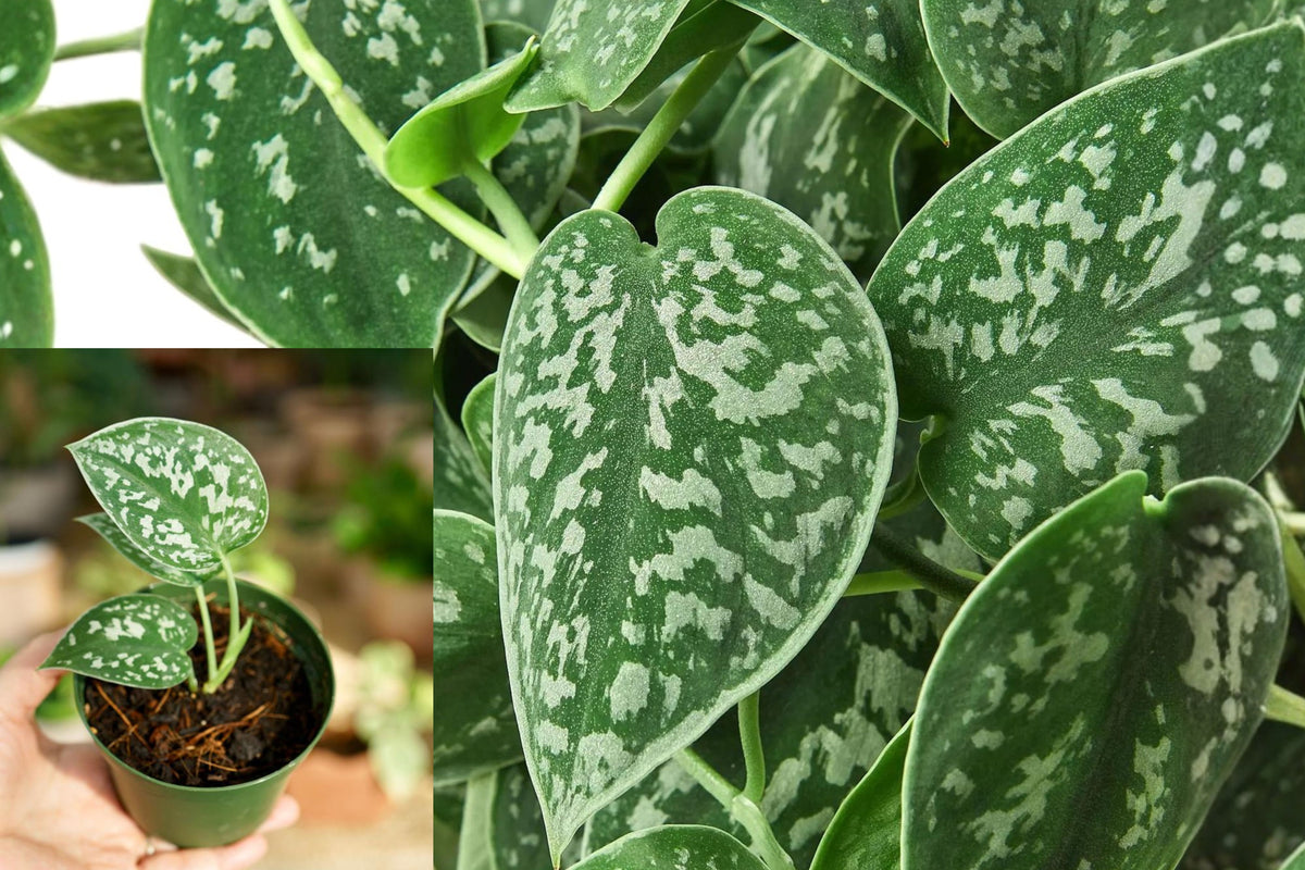 Scindapsus Pictus Argyraeus Live Plant, Rooted Silver Satin Vine, Trailing Indoor Houseplant Cutting