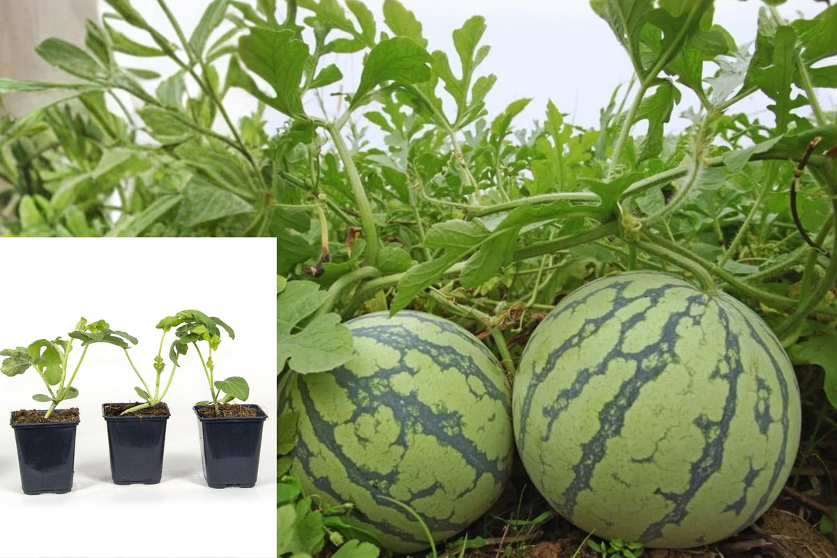 4 Live Watermelon Plants, 4-Inch Seedlings, Red-Fleshed Watermelon Garden Starter, Vegetable Plant 4-Pack