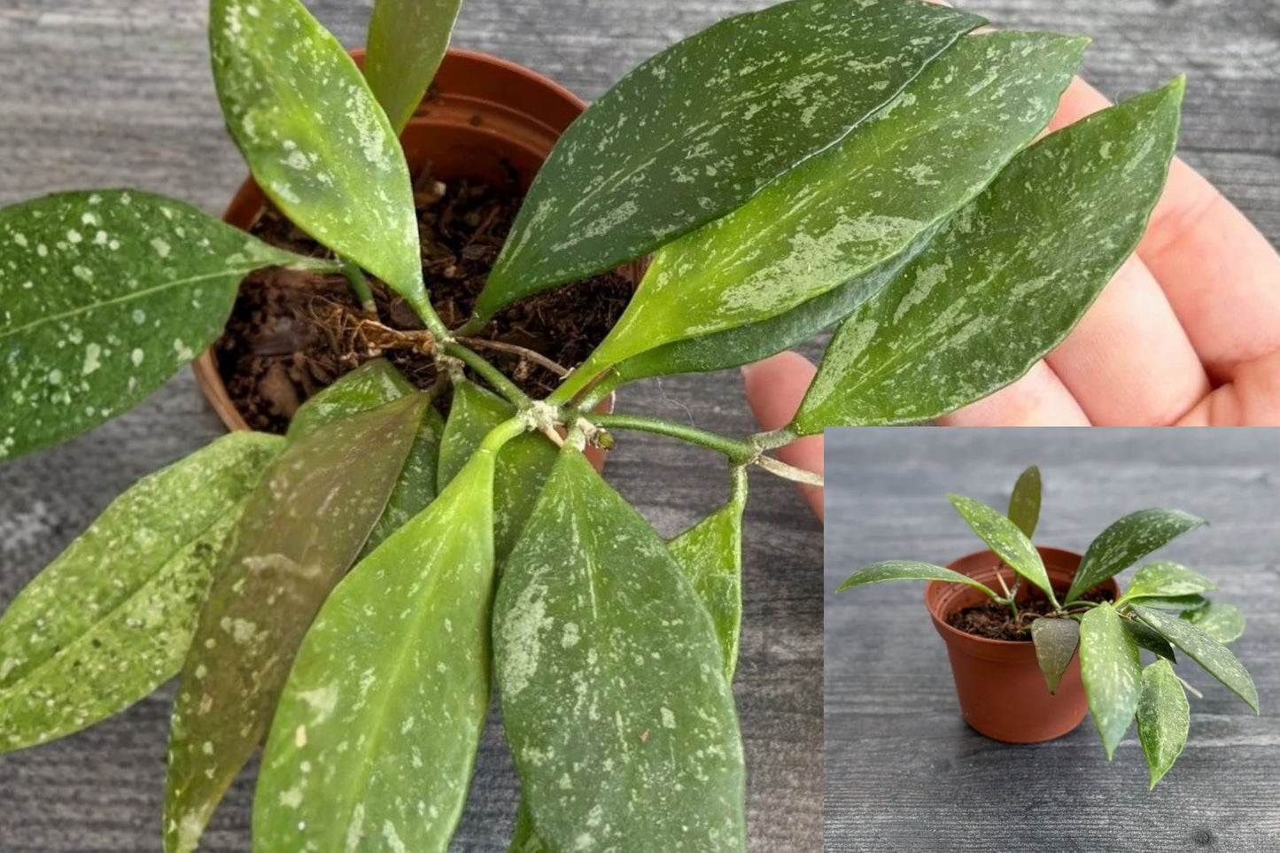 Hoya Gracilis Splash Live Plant – 2.5 Inch Pot – Wax Plant