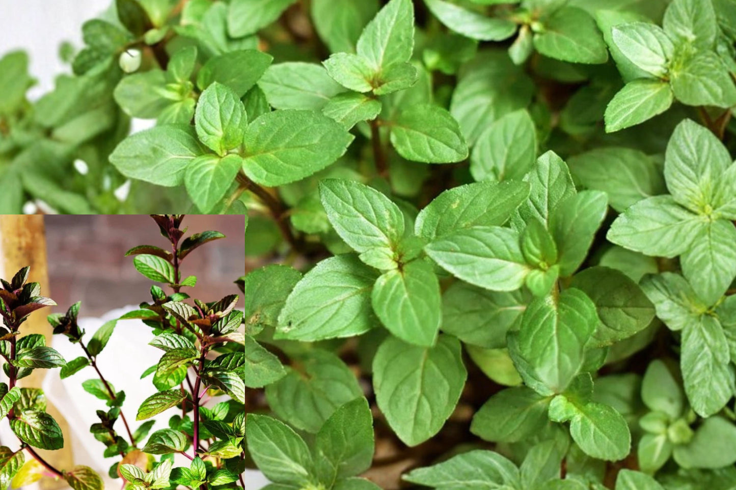 Chocolate Mint Live Plant – 1 Potted 5-Inch Plant – Mentha × piperita ‘Chocolate’