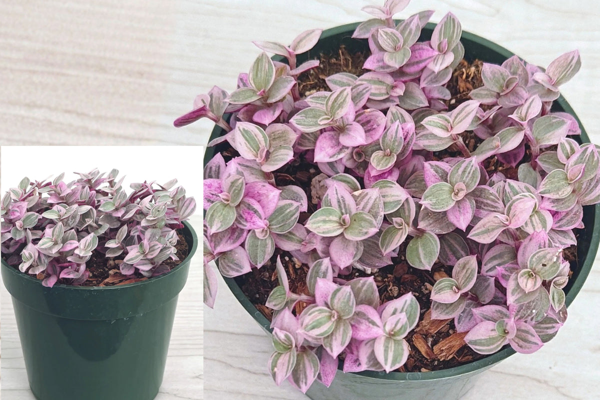 Pink Lady Succulent 1 Live Plant in 4-Inch Pot – Callisia repens