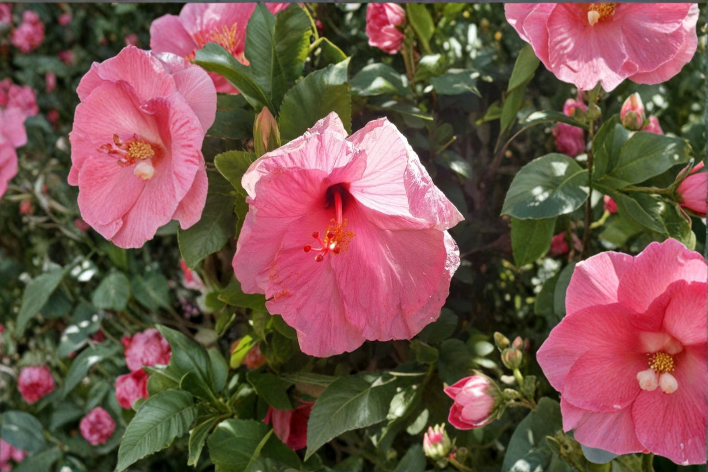 2 Seminole Pink Hibiscus Live Starter Plants – 5" Tall – Hibiscus