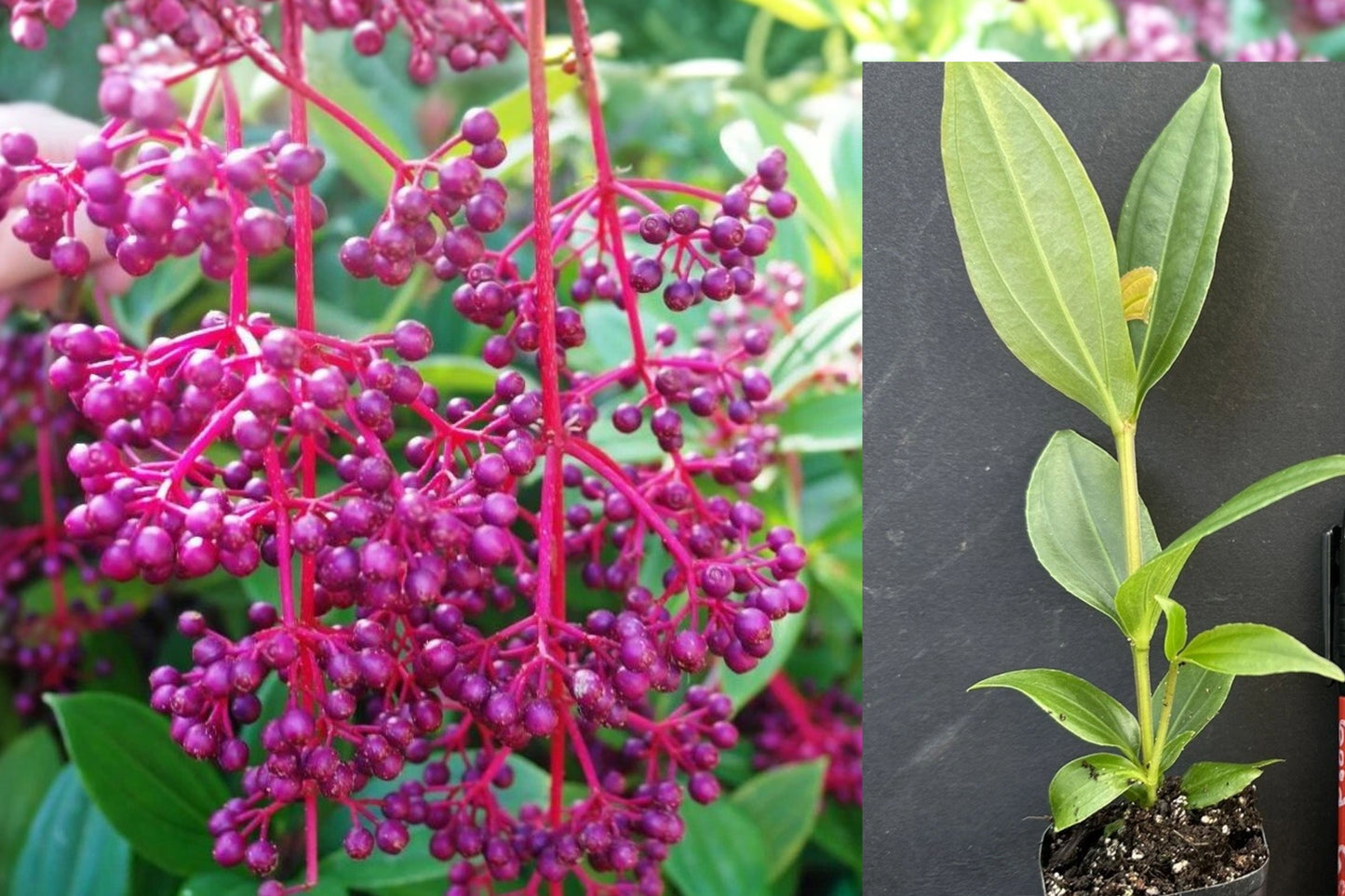 Malaysian Orchid Medinilla Myriantha Live Flowering Plant – Medinilla myriantha