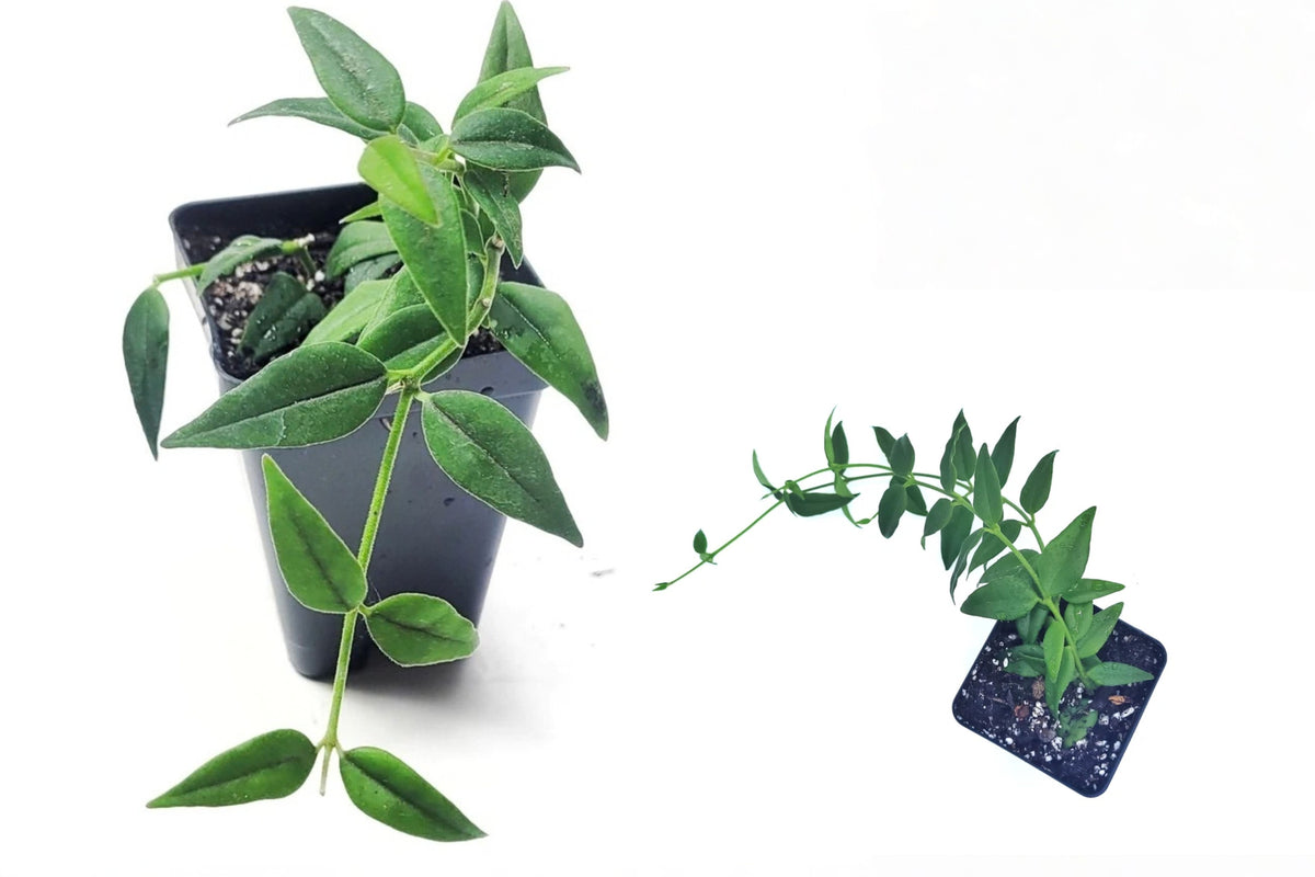 Hoya Bella Live Cutting – 1 Stem – Hoya bella Wax Plant
