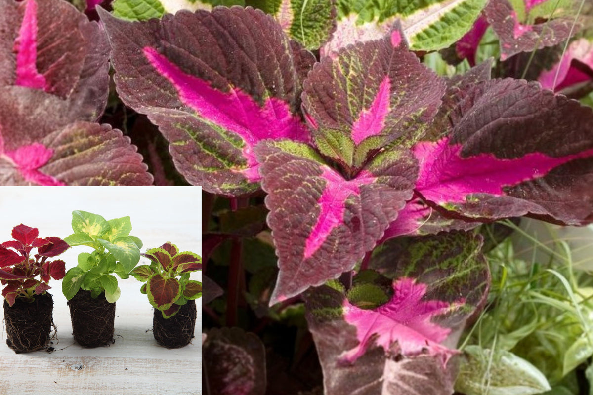 Magilla Perilla Live Plants, Set of 3 Purple Pink Green Foliage Starters, 4–6 Inch Tall, Bare Root No Pot