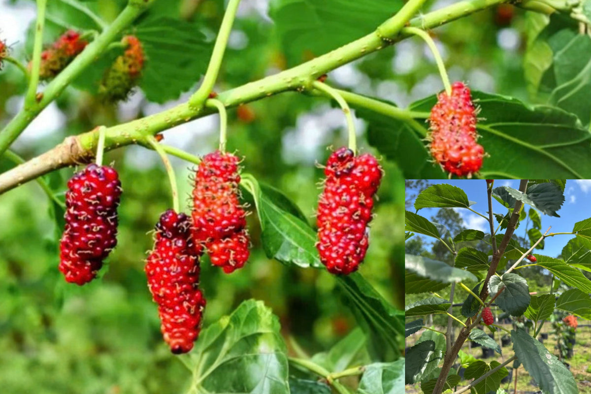 Red Mulberry 4 Live Plants – 4–6 Inch Starter Plants – Morus sp.