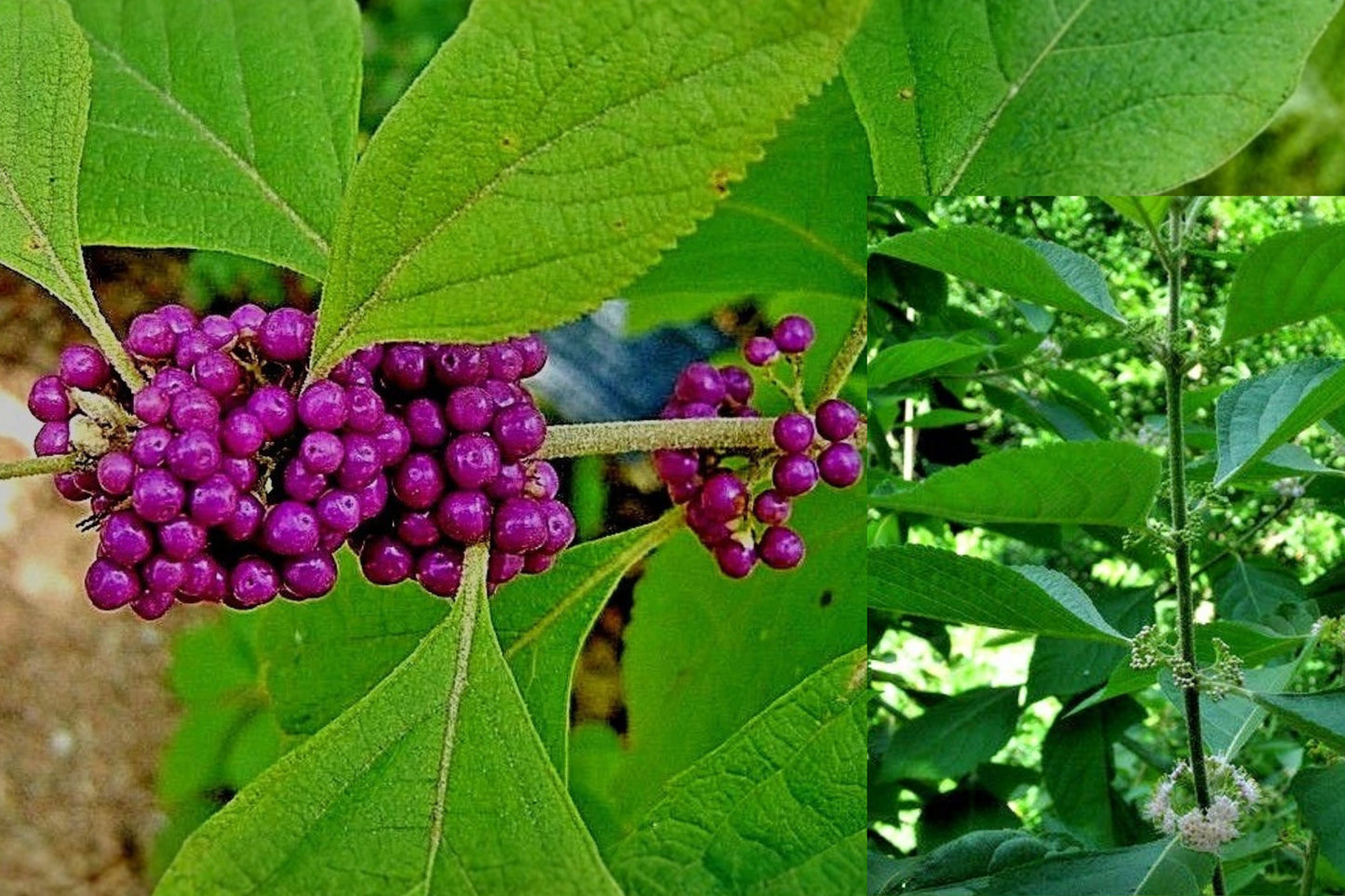 American Beautyberry Live Plant 1–2 ft – Callicarpa americana – Bare Root