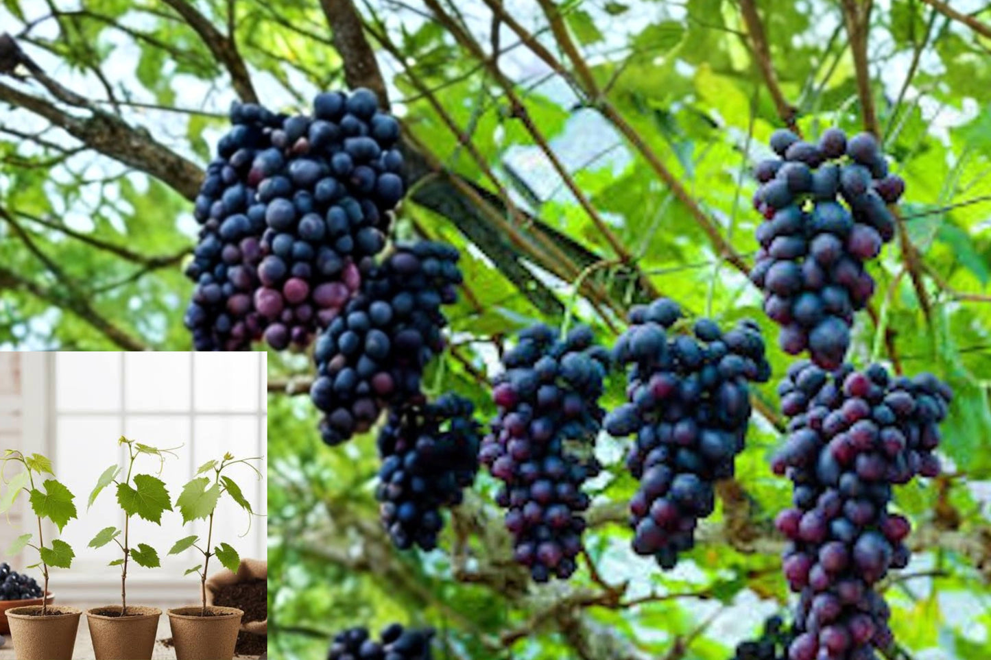 Southern Home Muscadine Grape 1 Live Starter Plant – Vitis