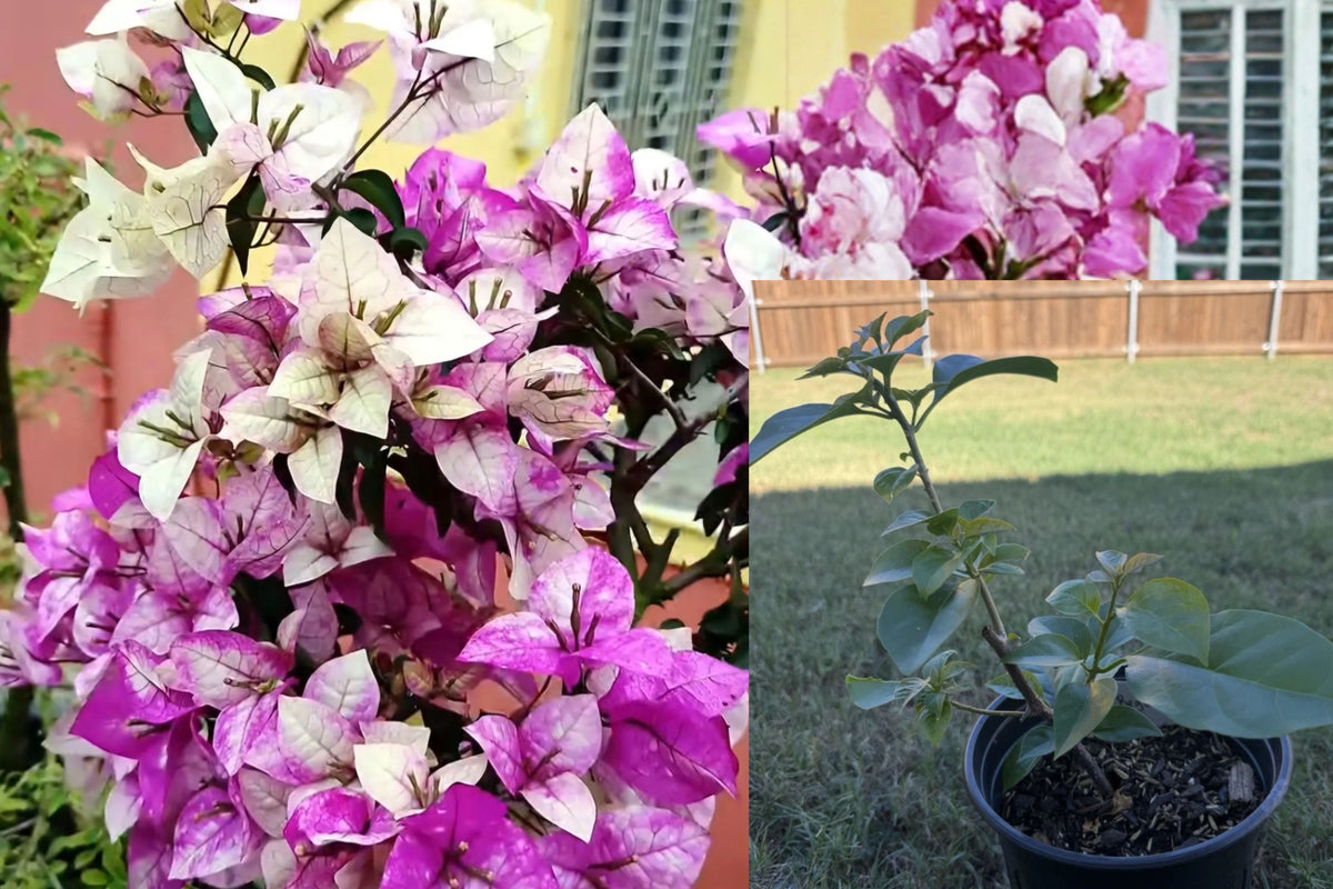 Begum Srikandi Bougainvillea Live Plant – 1-Gallon Plant, Bougainvillea
