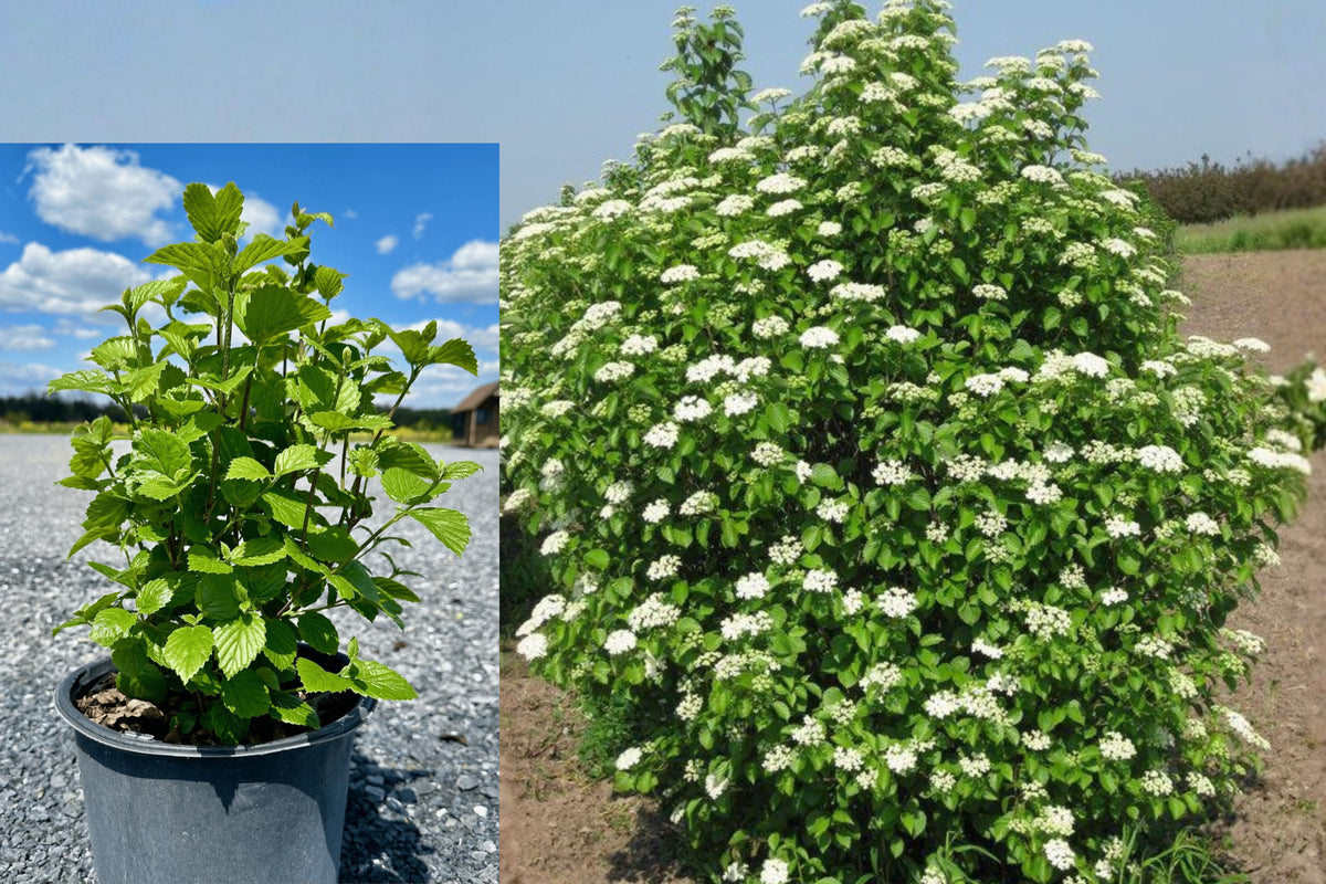 Chicago Lustre Viburnum Live Plant, Native Flowering Shrub, Viburnum dentatum, Hardy Hedge Plant, Blue Berry Wildlife Garden Shrub
