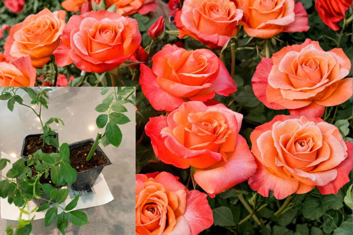 Multicolor Rose Live Plant, 5–9 Inch Rose Bush Starter, Colorful Outdoor Flowering Shrub for Garden and Patio