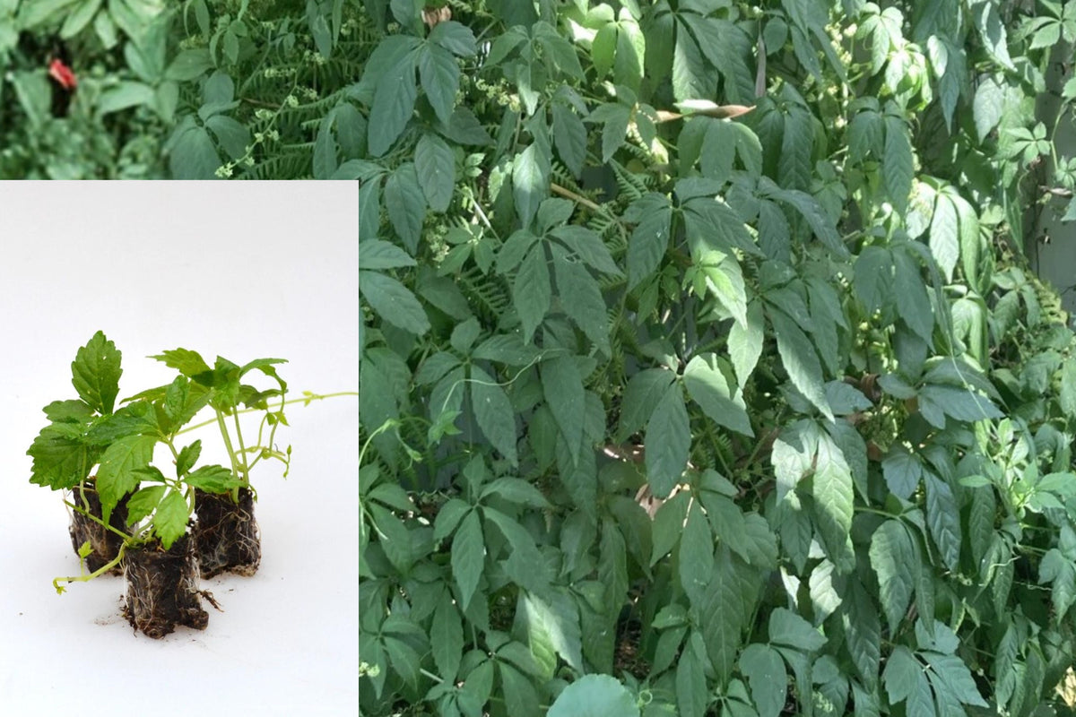 Set of 6 Jiaogulan Live Plants, Gynostemma Pentaphyllum Rooted Herb Vines, Climbing Green Plant Starters, Free Seeds