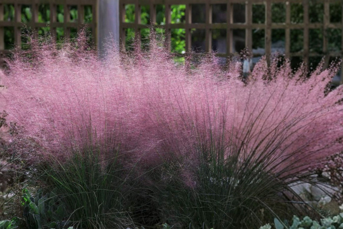 Muhly Grass Pink Live Plant – 1 Plant – 5–8 Inches Tall – Muhlenbergia