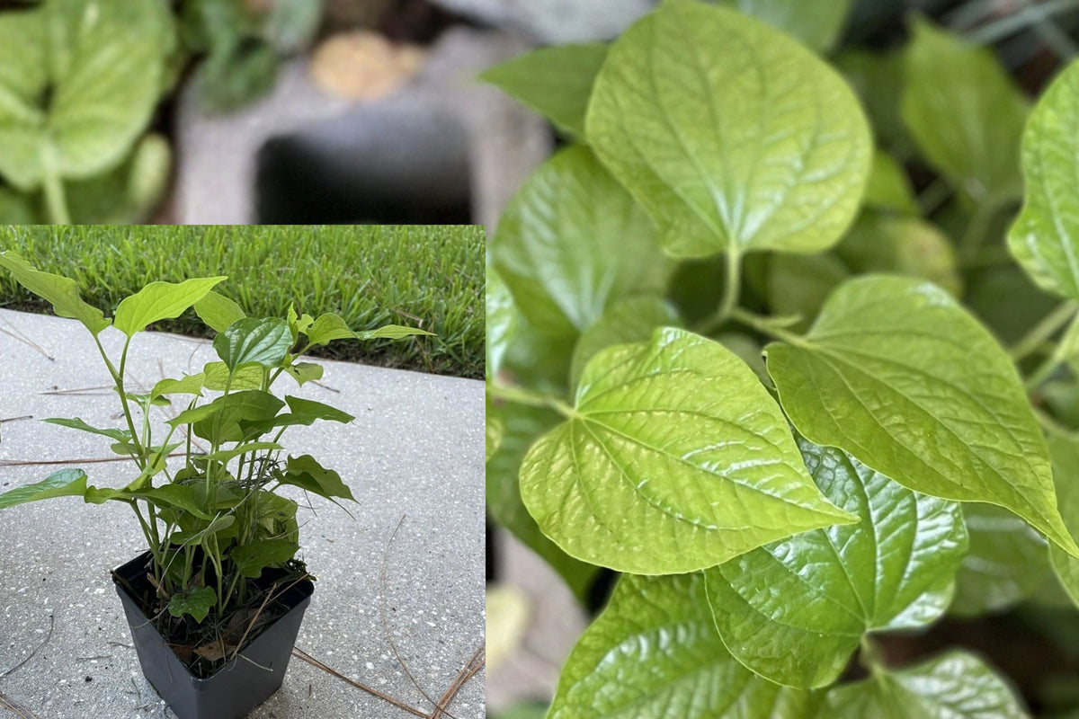 Piper Lolot 5 Live Bare Root Plants – 12+ Inches – Piper sp.