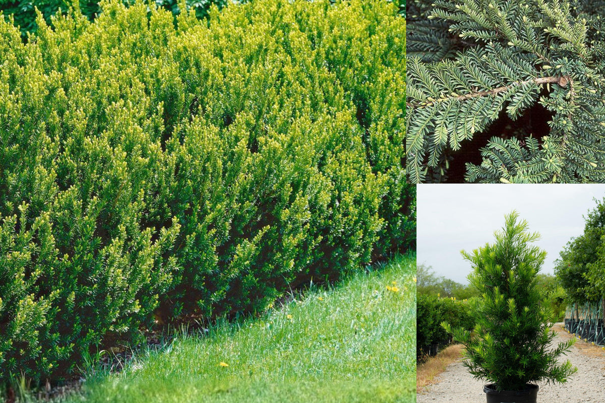 Japanese Yew Live Plant, Taxus cuspidata Evergreen Shrub, 1 Gallon Rooted Plant for Hedges, Shade Gardens and Landscaping