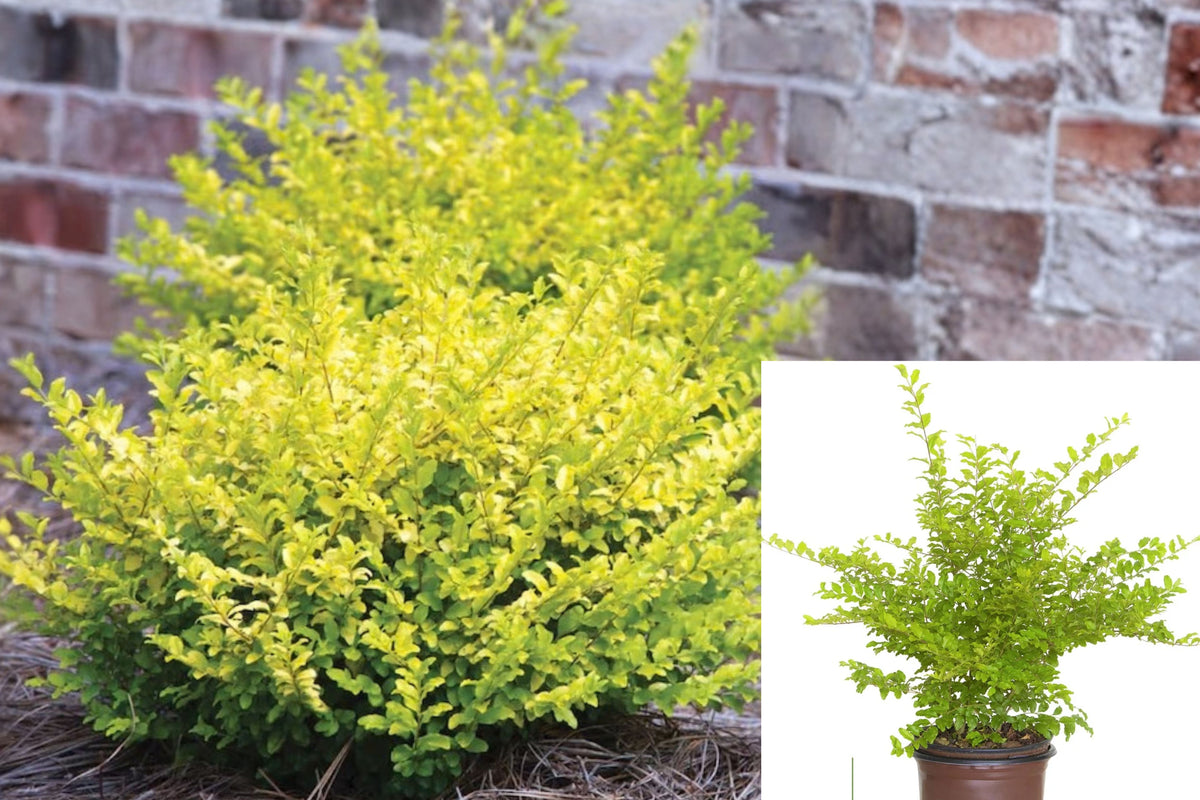 Sunshine Ligustrum Live Shrub – 7 Inches – 2.5-Quart Pot – Ligustrum sinense 'Sunshine'