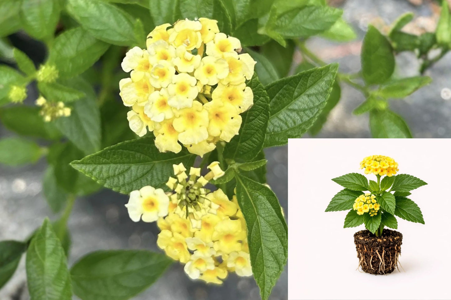 Lantana ‘Lemon Drop’ Live Plants – 2 Starter Plugs – Pale Yellow Flowers