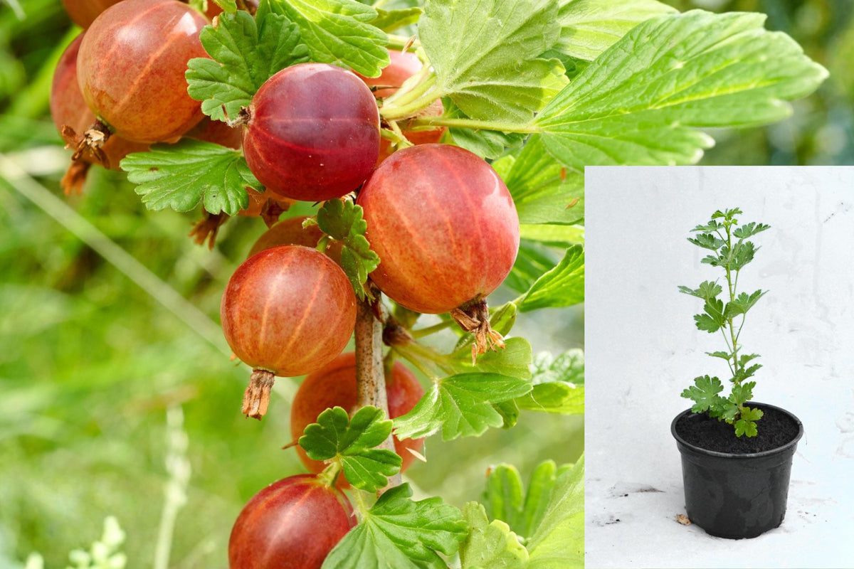 Live Gooseberry Plant, 6–12 Inch Tall Berry Bush Seedling, Outdoor Fruit Shrub for Home Gardens