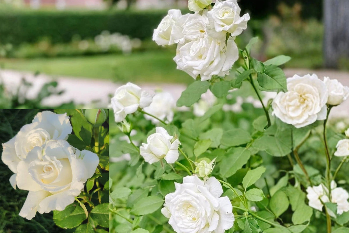 White Rose Bush Live Plant – 1 Well-Rooted Plant – 5–10 Inches – Rose