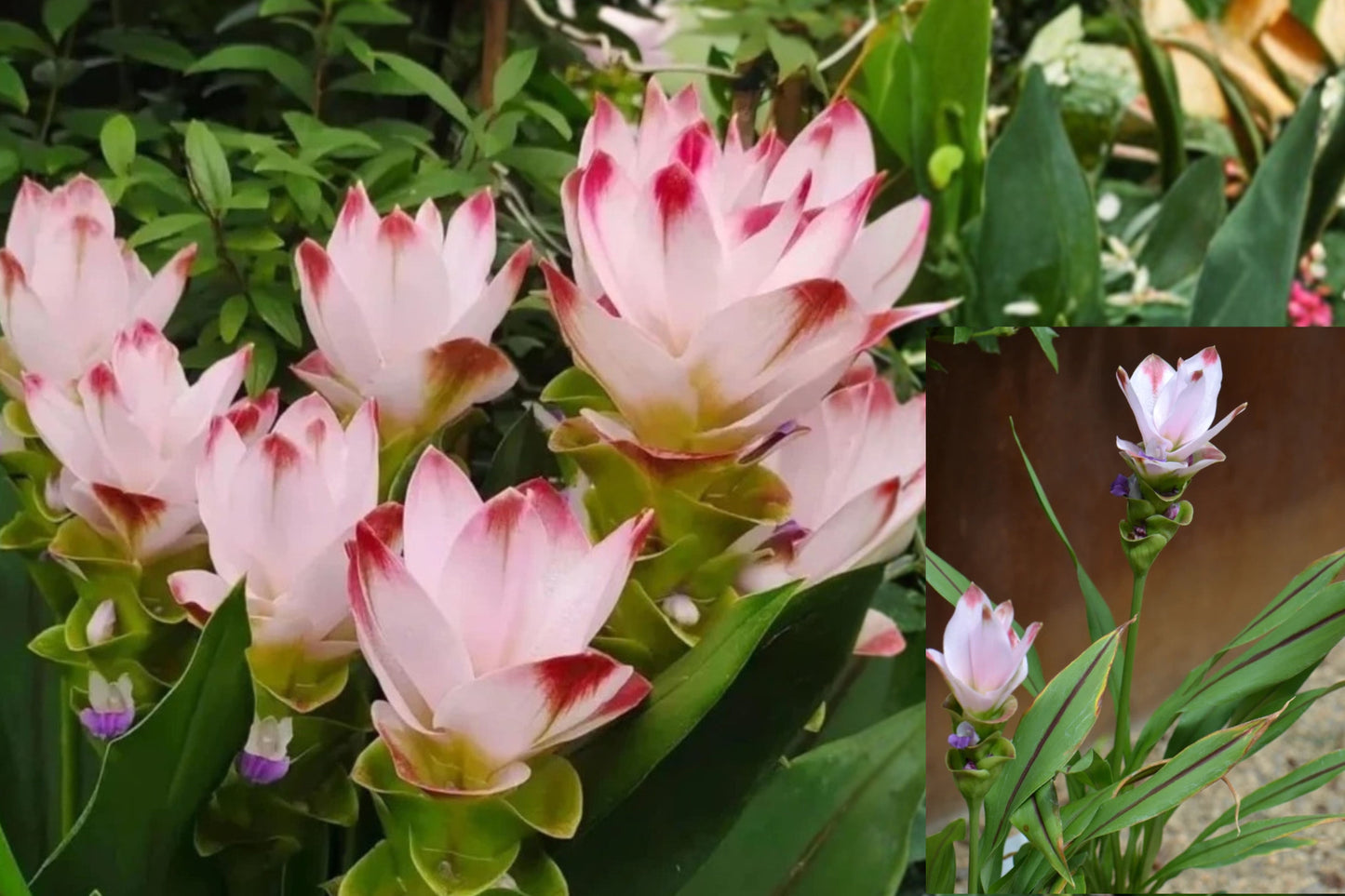 Siam Swing Curcuma Live Plant – 1 Starter Plant, 4-Inch Size – Curcuma 'Siam Swing'