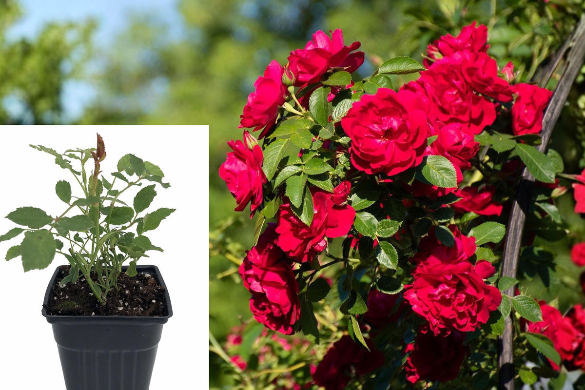 Climbing Rose Live Plant, Pink Red Rose Starter, 6β8 Inch Outdoor Rose Bush, Full Sun Flowering Garden Plant
