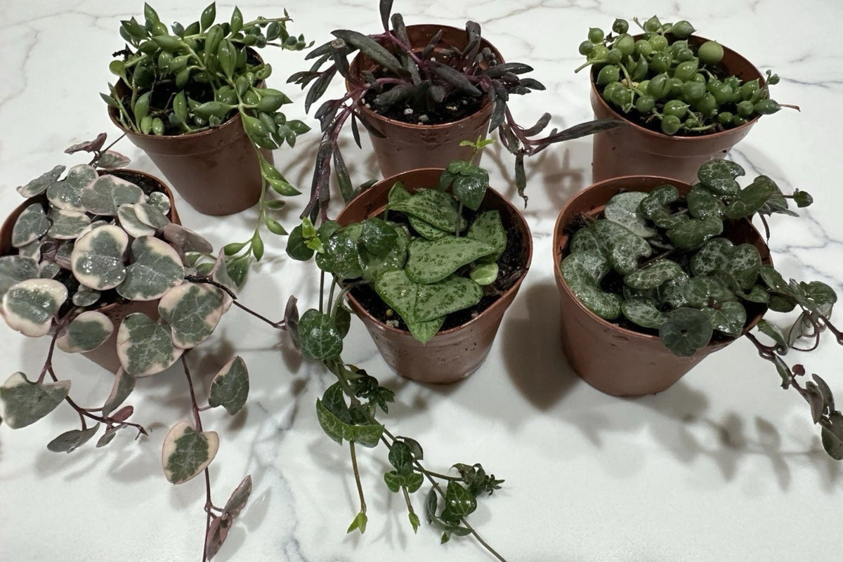 6 Assorted String of Plants Live Succulents, 2 Inch Potted Trailing Houseplants, String of Hearts Pearls Arrows Tears Ruby