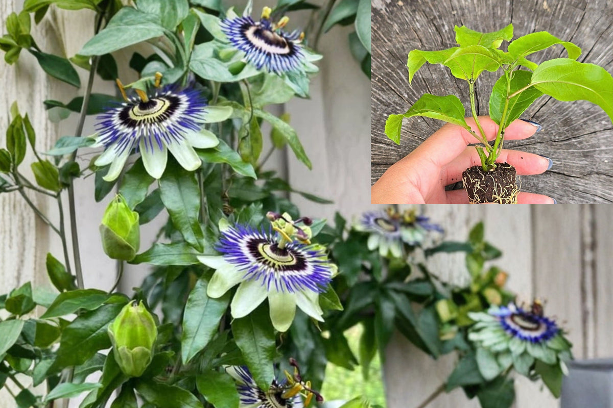 Blue Passion Flower Live Plant, Passiflora Climbing Vine, 5–8 Inch Well-Rooted Starter, Trellis Garden Plant