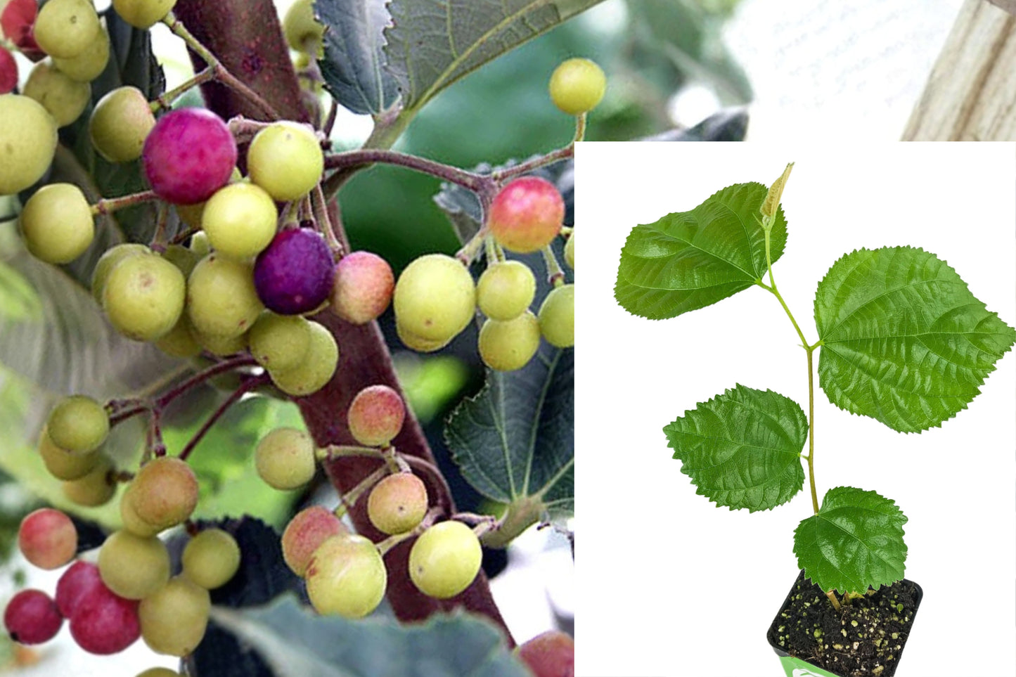 Sherbet Berry Live Plant – Grewia asiatica – 3–8" Tall