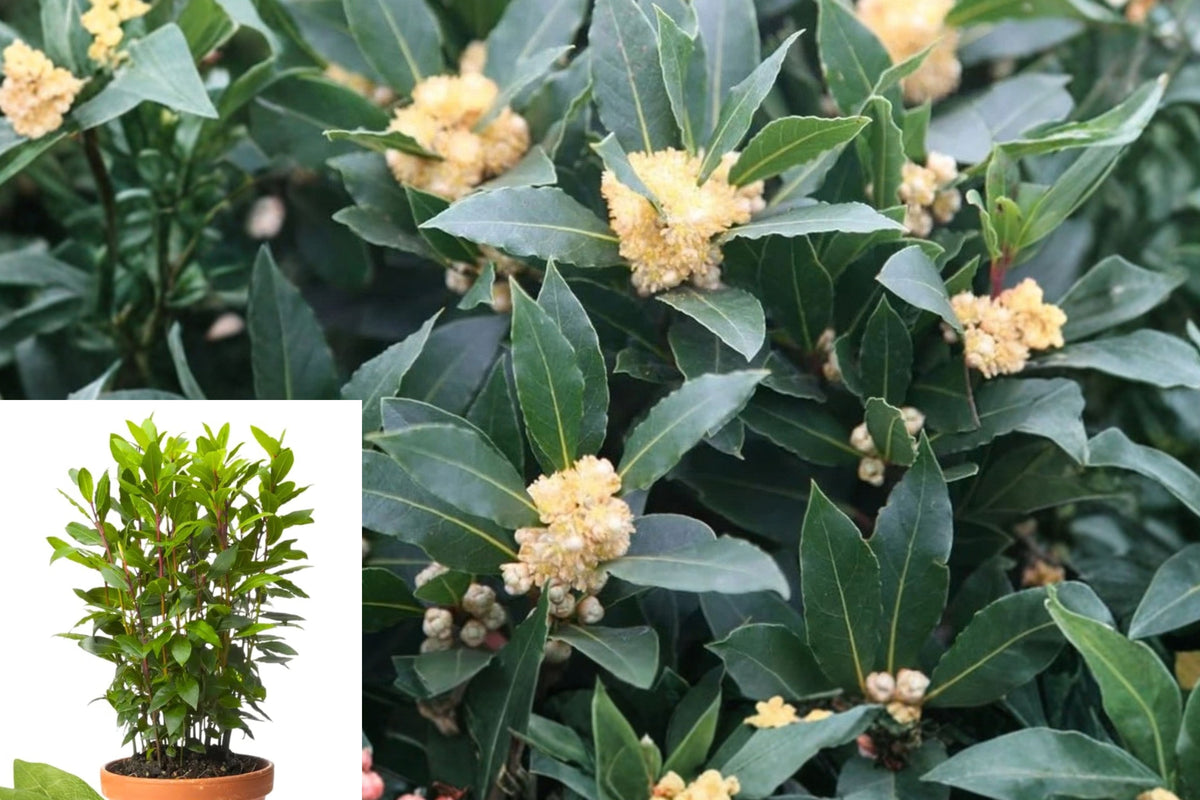Bay Laurel Live Plant – 4–7 Inch Bare Root Laurus nobilis