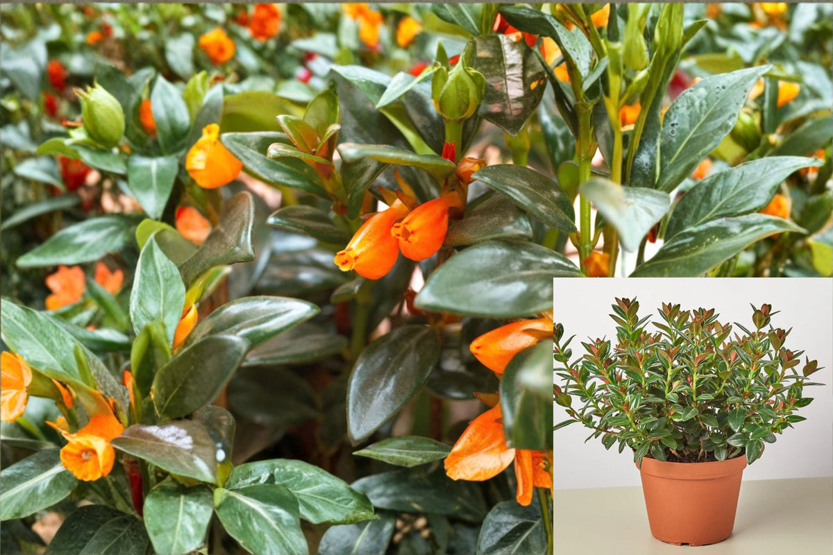 Goldfish Plant Live – 4-Inch Pot – Columnea sp.