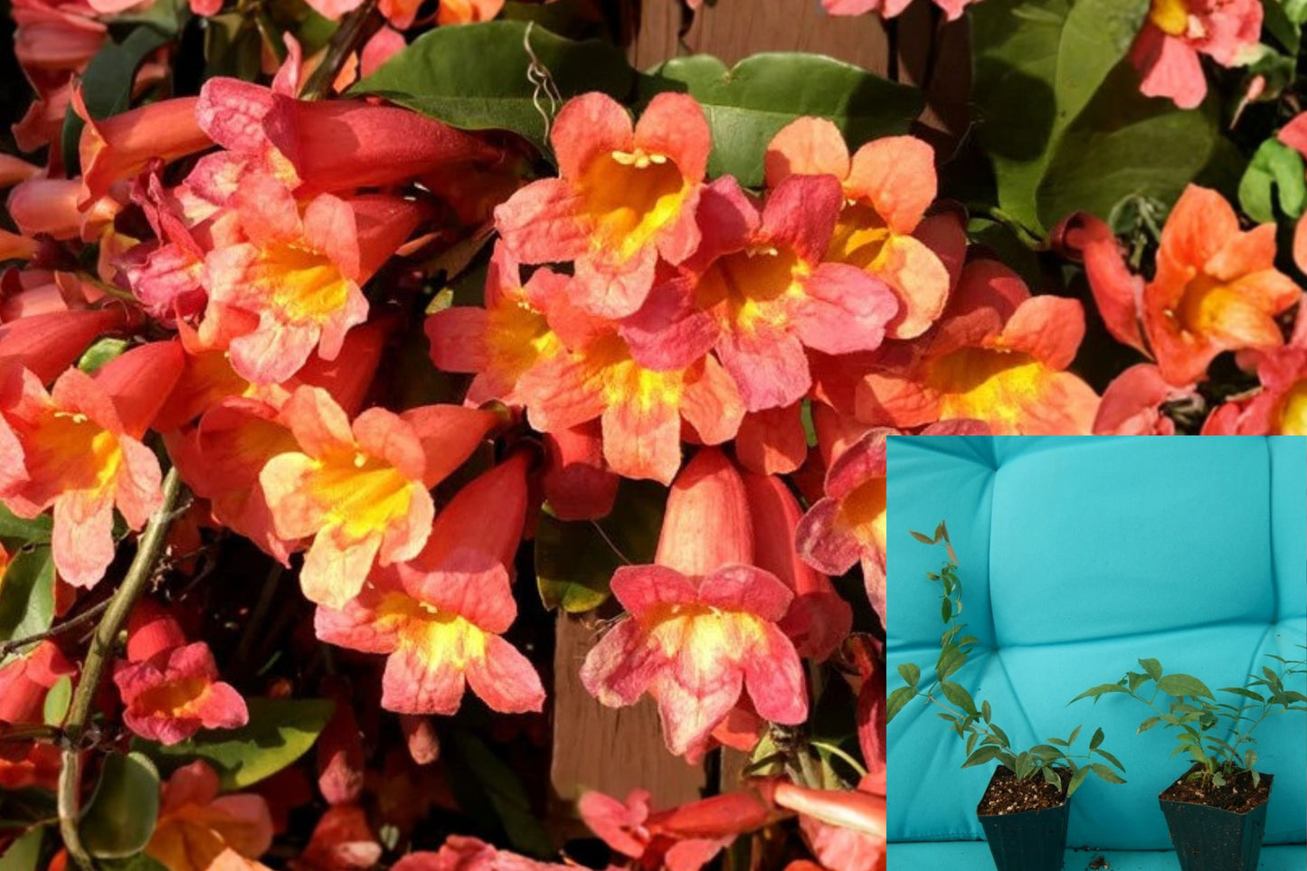 Tangerine Beauty Crossvine Live Plant – Rooted Starter – Bignonia capreolata