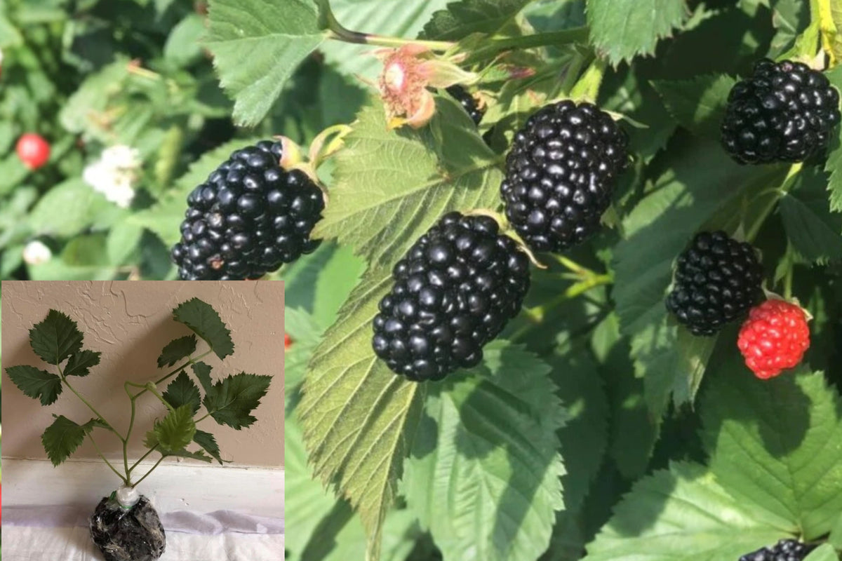 Big Daddy Blackberry 2 Live Plants – 4–6" Tall – Rubus