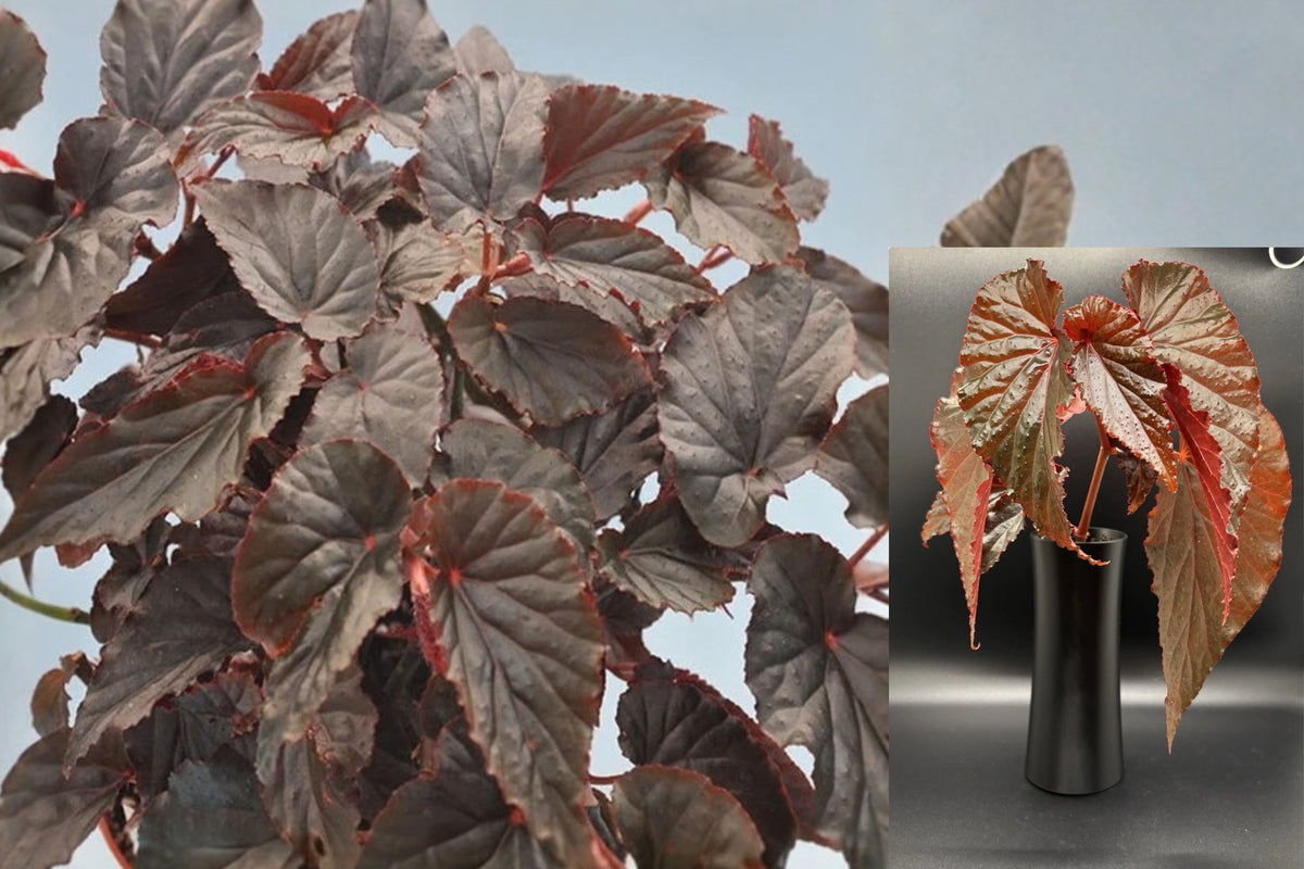 Begonia Arabian Sunset 1 Live Cutting – 8–10 Inch – Begonia