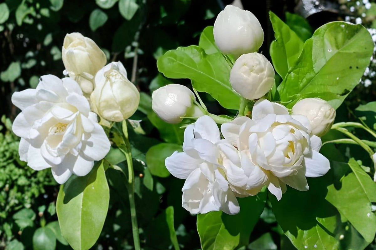 Duke Jasmine Live Plant – 1 Plant, 3-Gallon Pot, 2–3 Ft Tall – Jasminum sp.