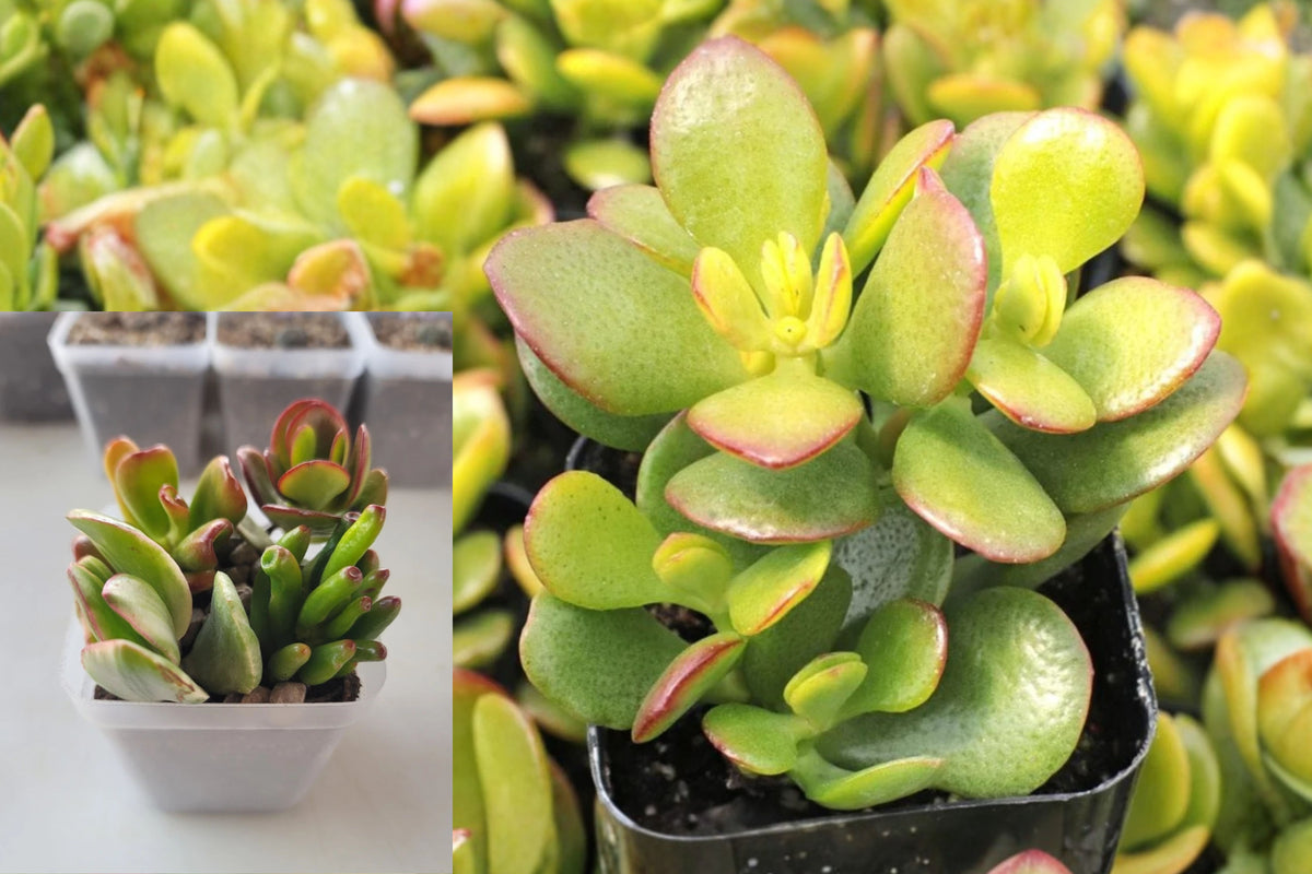 Jade Plant Live Cutting – 3-Inch Starter Pot – Crassula ovata
