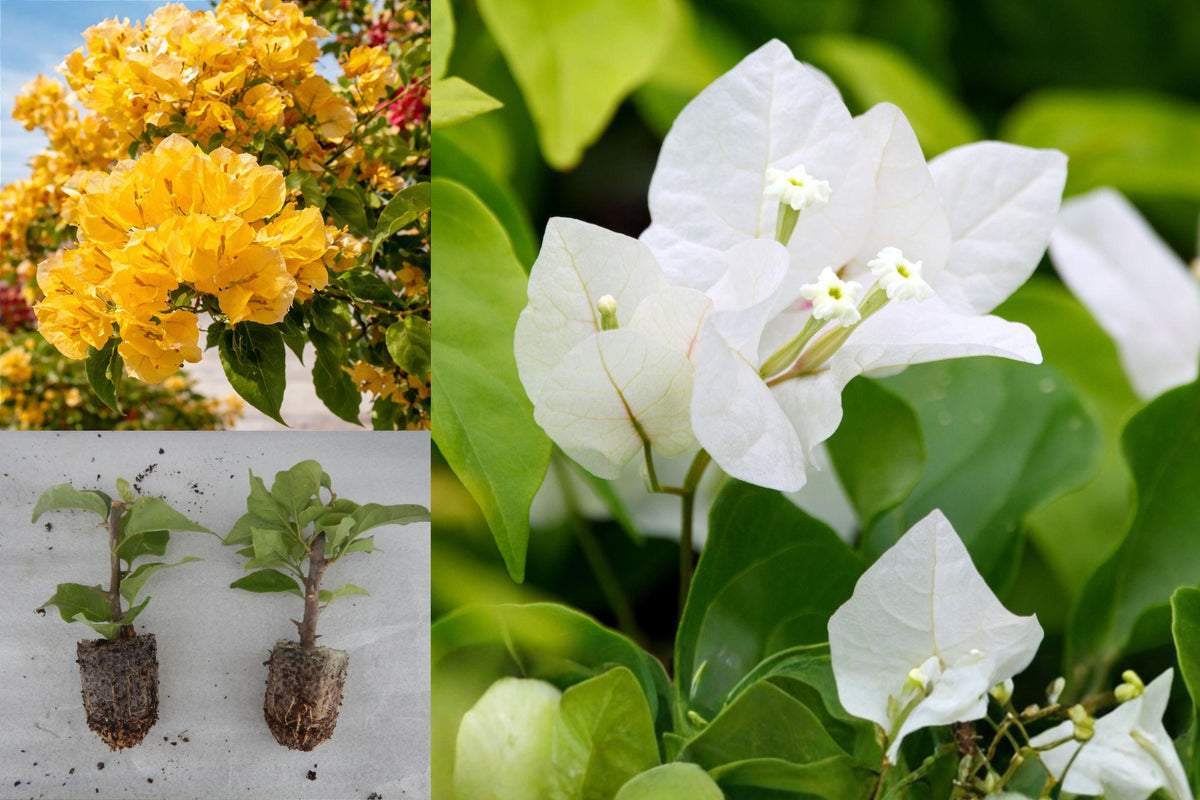 2 Random Bougainvillea Live Plants, 5–9 Inch Rooted Flowering Starters, Mixed Color Outdoor Garden Vines, No Pot