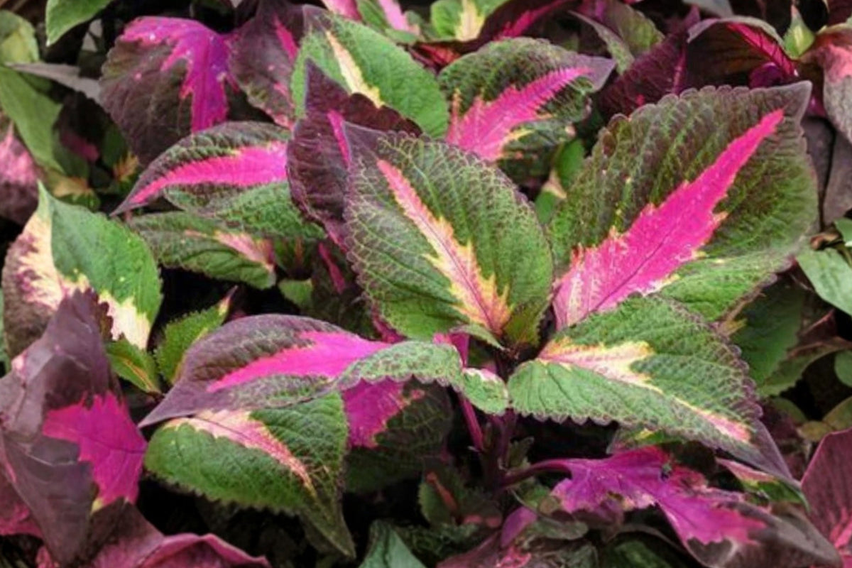 Magilla Perilla Coleus 3 Live Plants – 5–9 Inches – Rooted in Soil – Coleus