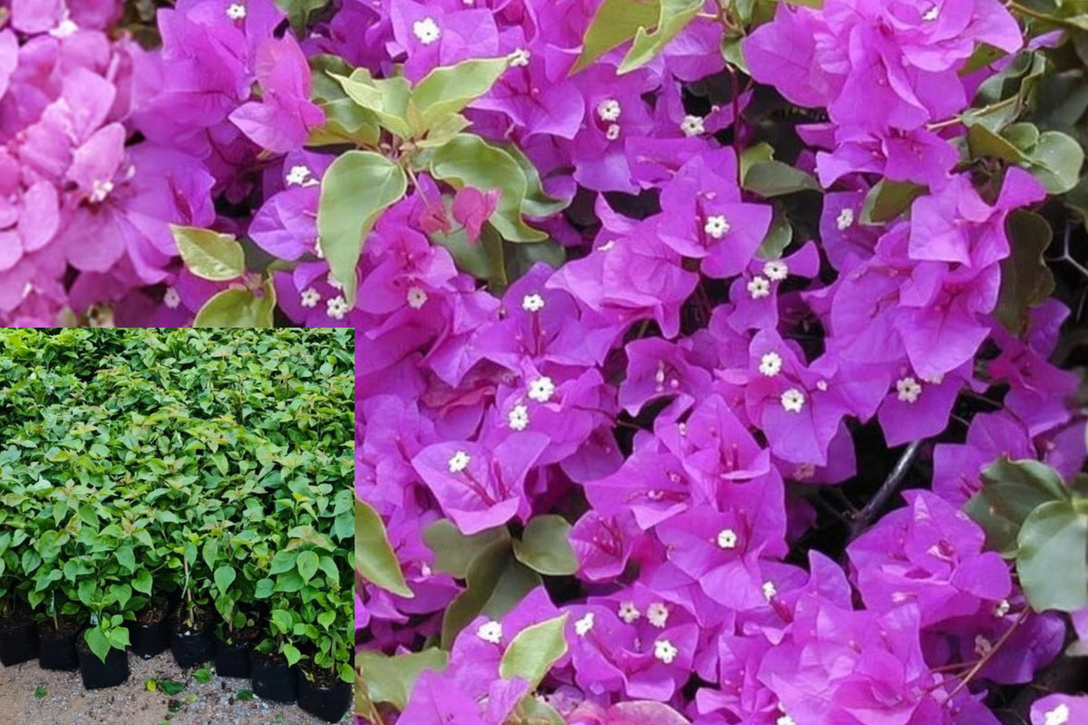 Purple Bougainvillea 2 Live Plants, 4–8 Inches Tall – Bougainvillea spp.