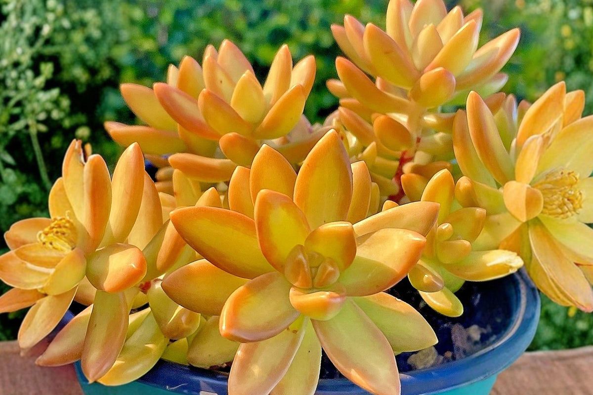 Orange Delight Sedum 1 Unrooted Cutting 2-Inch – Sedum nussbaumerianum