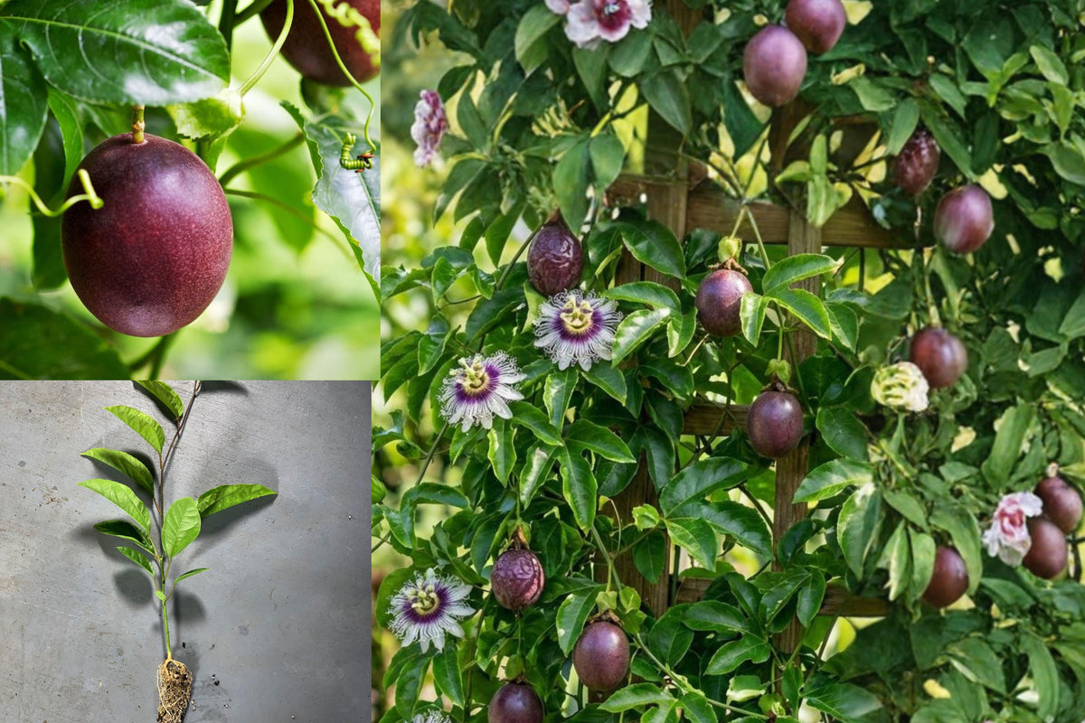 Purple Passionfruit Live Vine, Rooted Fruit Plant, 5–9 Inch Seedling, Passion Fruit Starter for Home Garden