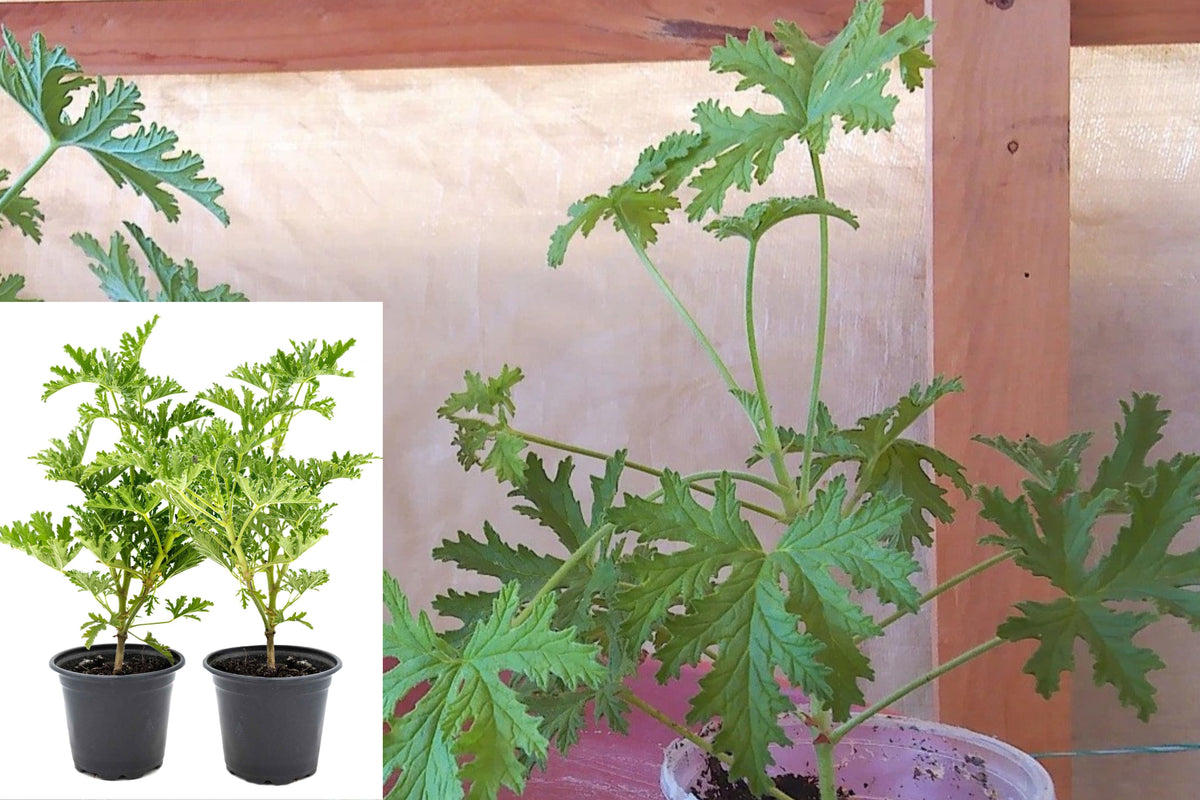Set of 2 Live Citronella Plants, Potted Cymbopogon Grass, 8–10 Inch Plants, Aromatic Green Foliage, Sunny Patio Garden Plants