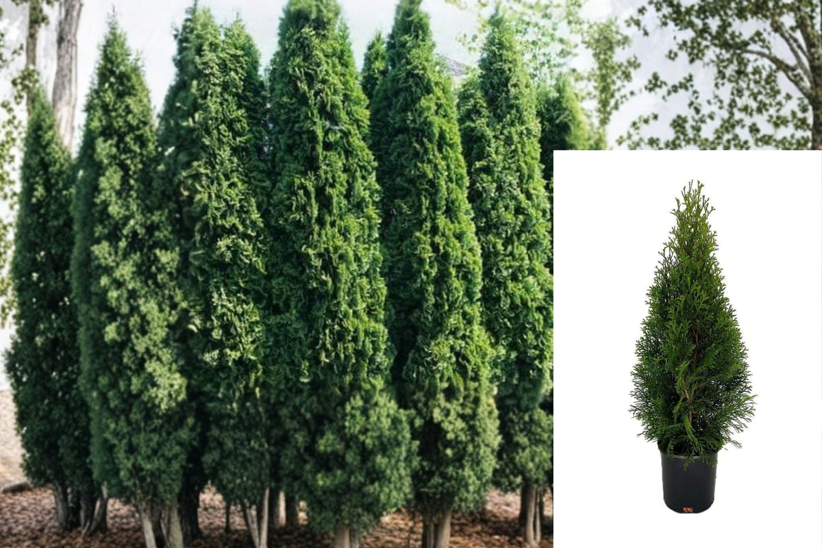 Emerald Green Arborvitae Live Plant – 15–18 Inch – Thuja occidentalis