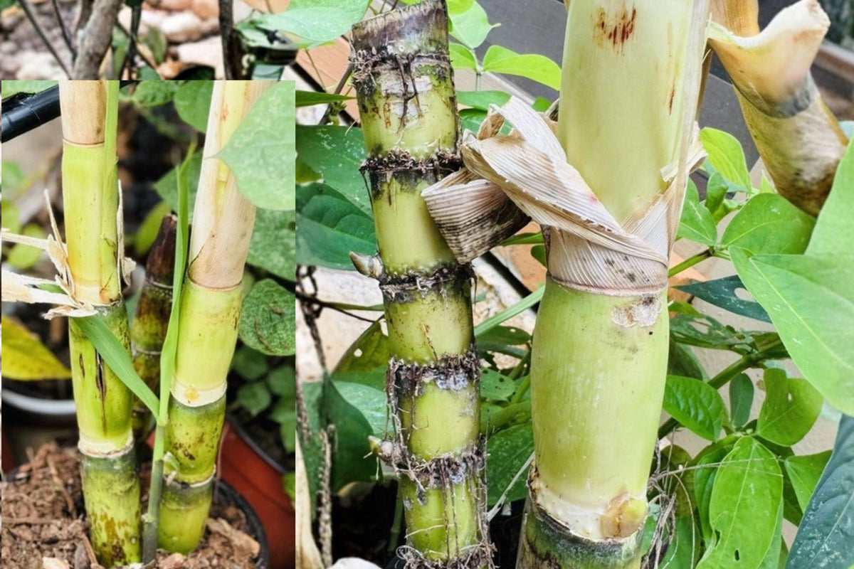 Sugarcane Live Cuttings – 6 Pieces – Saccharum officinarum