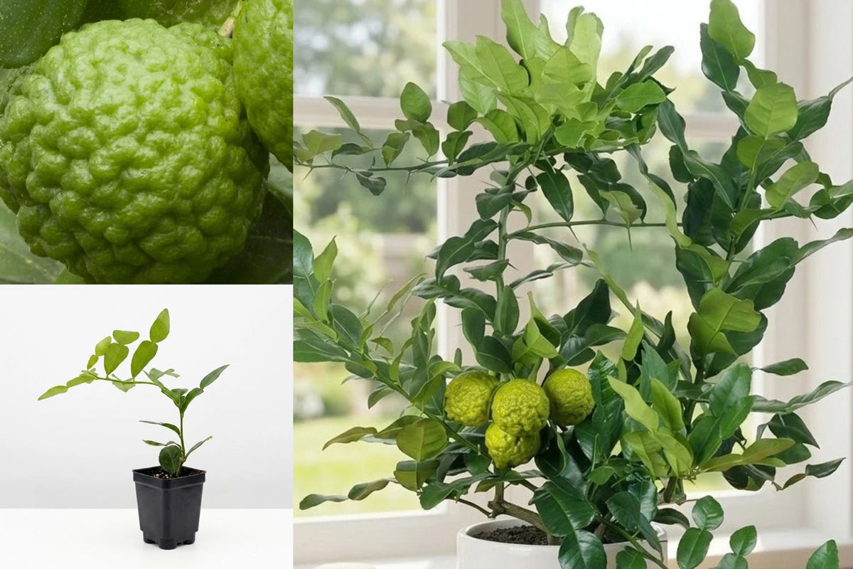 Kaffir Lime Leaf Live Grafted Tree – 4-Inch Pot – Citrus hystrix