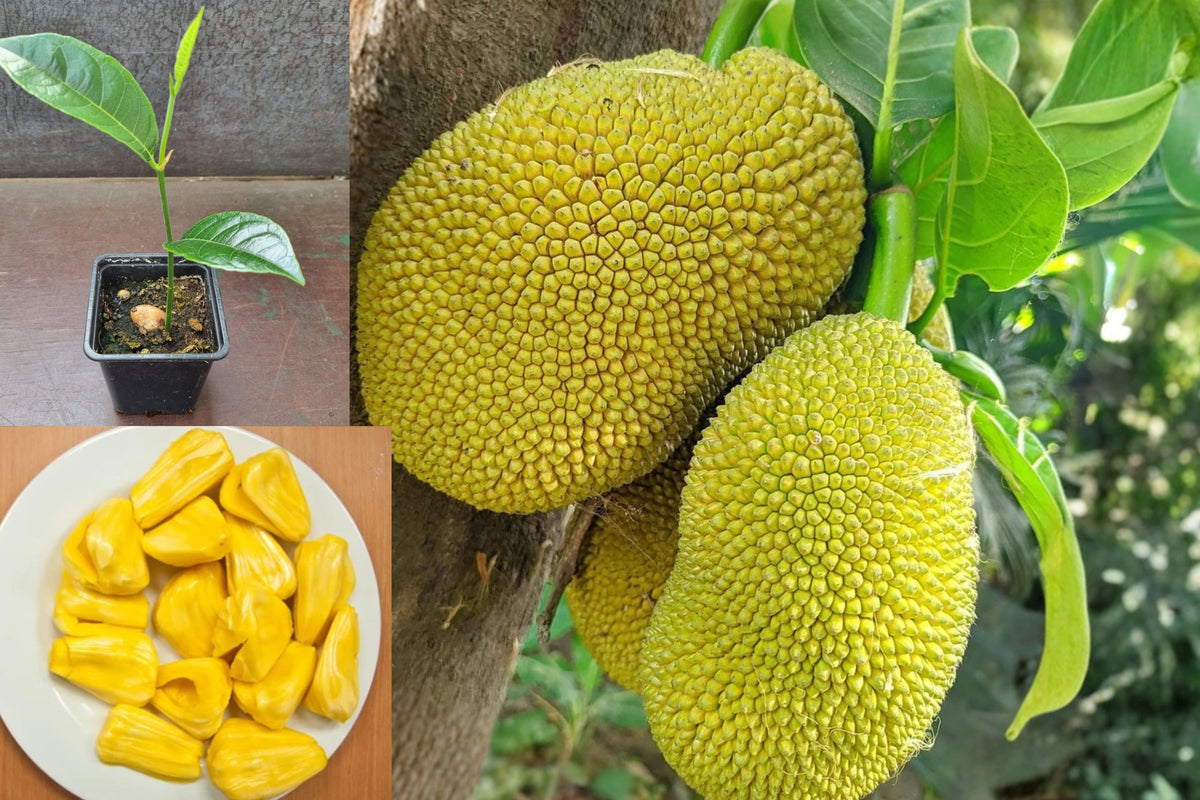 Live Jackfruit Tree Plant, 6–10 Inch Tropical Fruit Tree Seedling, Well Rooted Plant in 4 Inch Pot, Outdoor Garden Tree