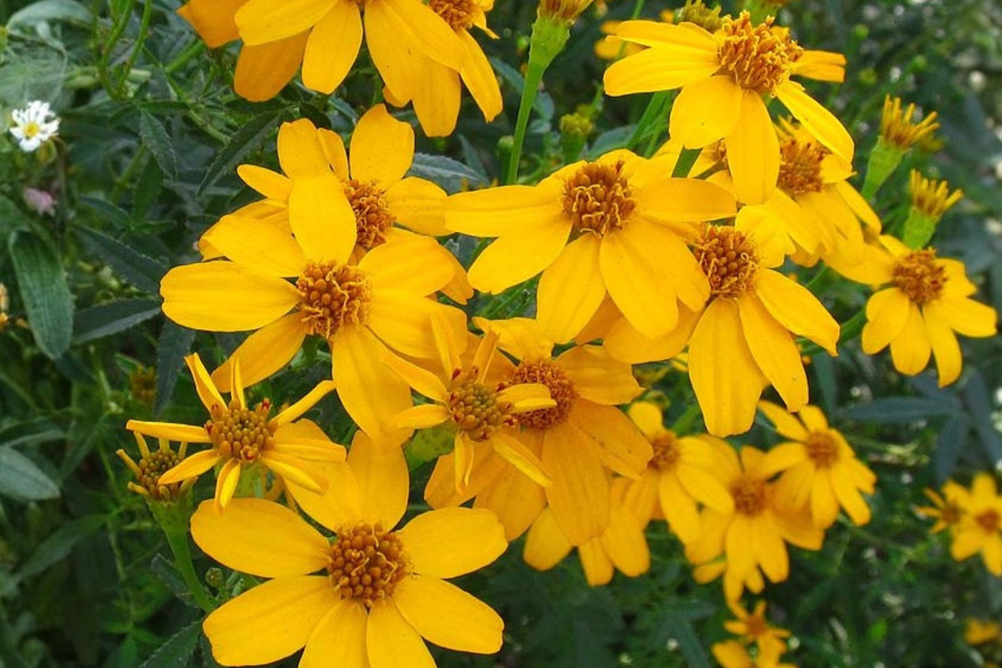 Copper Canyon Daisy 1 Gallon Live Plant – Tagetes lemmonii