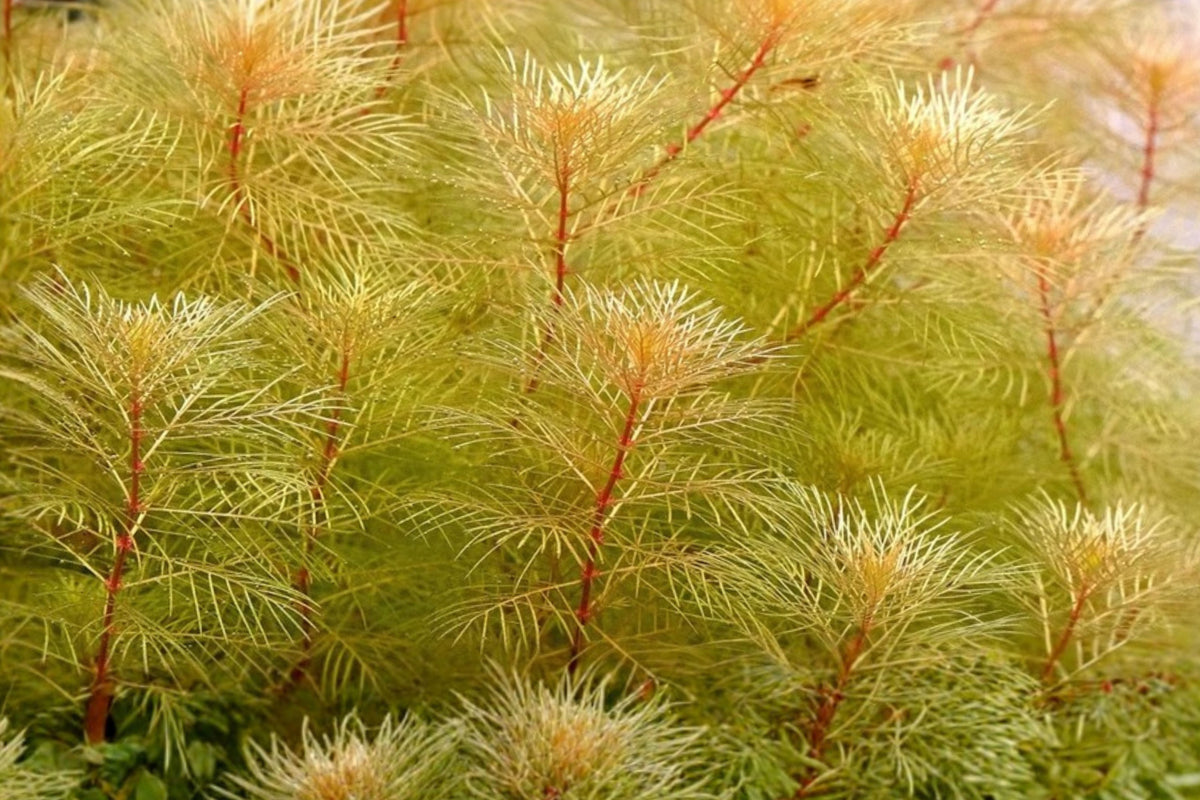 Myriophyllum mattogrossense ‘Golden’ – 2 Live Aquarium Plant Stems